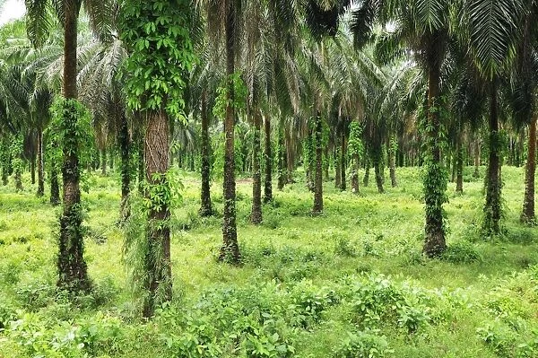 Oilpalm plantation - Eastern Madagascar