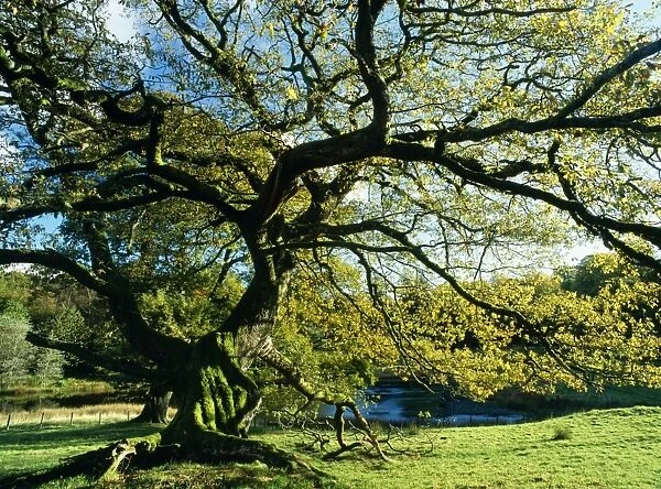Old Pollard Oak Autumn colour, Mortimere Lake District, UK