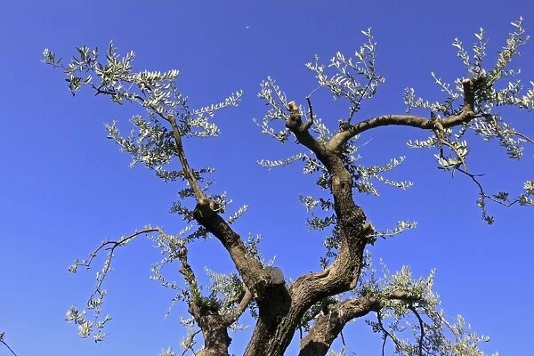 Olive Tree - France