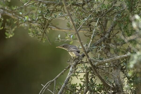 Olive Tree Warbler In olive grove Southern Turkey