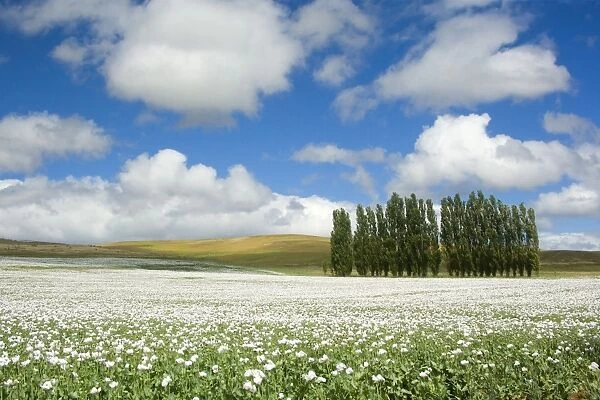 Opium poppy - a field of blooming opium poppies stretches as far as the eye can see. Beautiful blue sky, fluffy white clouds and a few trees complement the picture of a blooming landscape - Tasmania, Australia