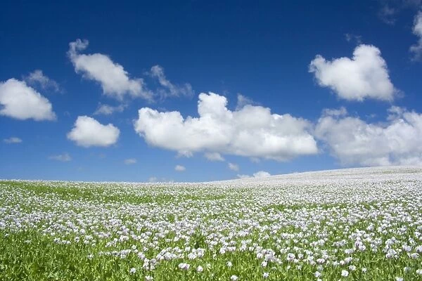 Opium poppy - a field of blooming opium poppies stretches as far as the eye can see. Beautiful blue sky and fluffy white clouds complement the picture of a blooming landscape - Tasmania, Australia
