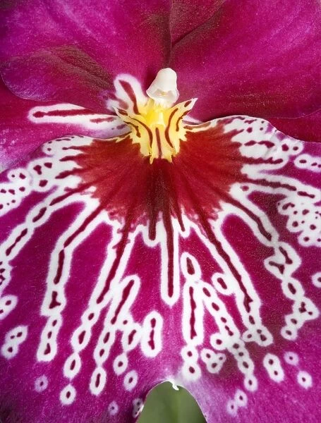 Orchid -'Miltoniopsis Rubis falls - close-up of petal - South America