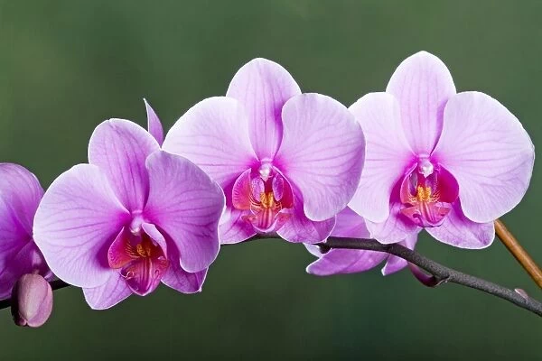 Orchid - Phalaenopsis Sacramento - Asia