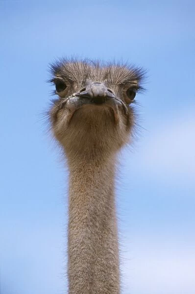 Ostrich - head & neck