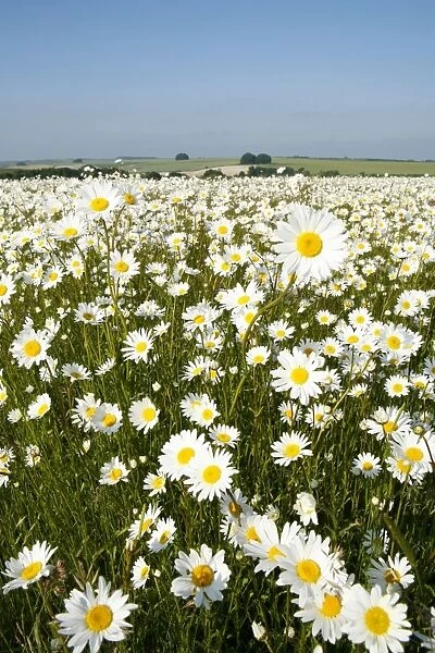 Ox-Eye Daisies - every one of this huge mass of flowers has turned to face the sun - Chalk downlands - North Wessex Downs at West Kennet near Marlborough - Wiltshire - UK