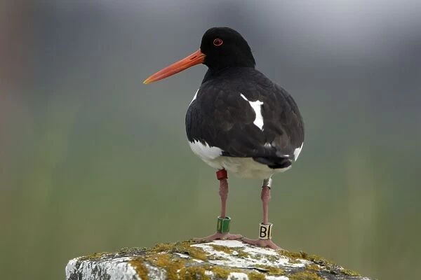 Oystercatcher - With 4 rings on legs Northumberland coast, England