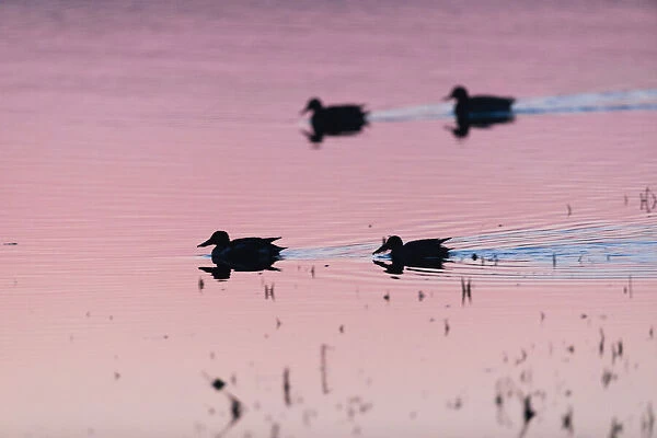 P2A4656. Northern Shoveler - silhouette of two drakes
