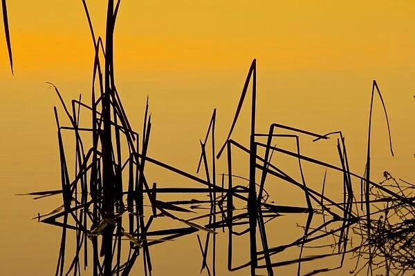 Patterns of reeds in lake at sunset, Arizona