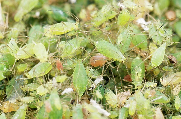 Pea Aphid  /  Greenfly - huge swarm, UK