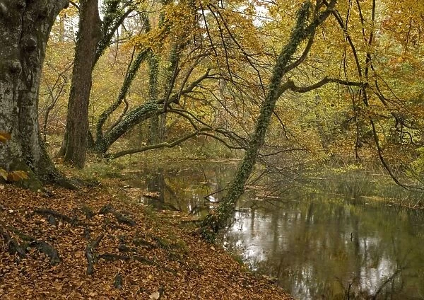 Peaceful woodland pond amongst beech trees, in autumn