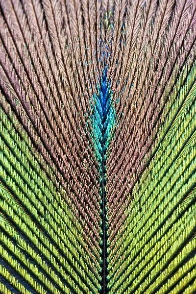 Peacock Feather detail of male