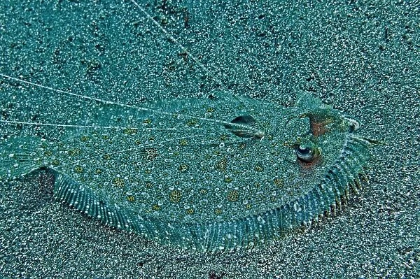 Peacock Flounder - with growth on left eye - Indonesia