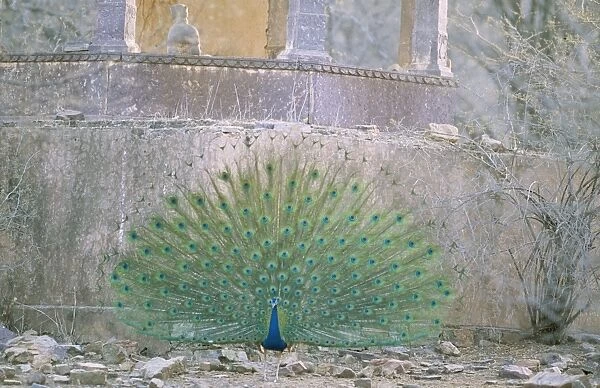 Peacock  /  Indian Peafowl Ranthambhore National Park, India
