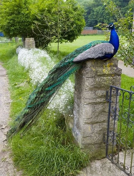 Peacock - male sitting on gate post. Oxon Garden, UK