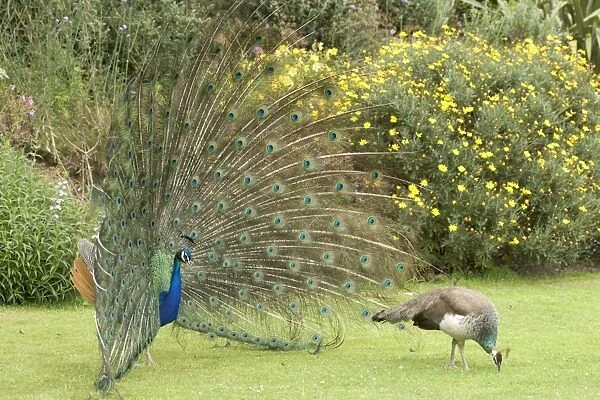 Peacocks  /  Peafowl - Male displaying to female  /  Peahen Location: Ornamental garden, UK