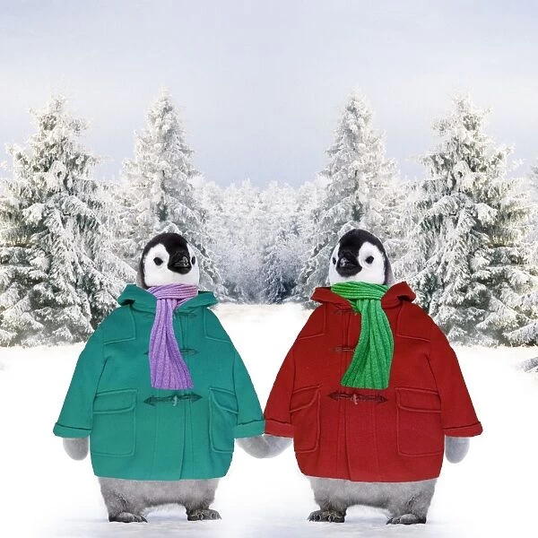 Penguins - in duffle coats & scarves - holding hands - snow scene Digital Manipulation: Penguins WAT - Background ME - Coats & scarves SU