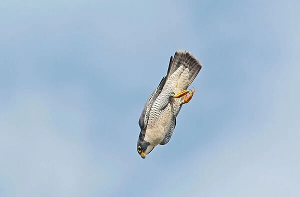 Peregrine Falcon - adult in flight - October - Connecticut - USA