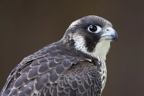 Peregrine Falcon - close-up of single immature bird. England, UK