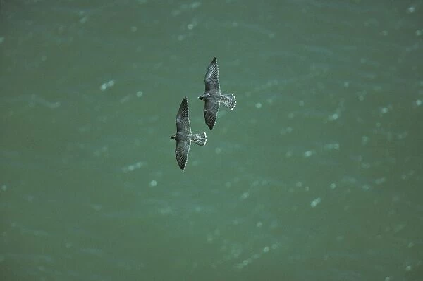 Peregrine Falcon - Two in Flight over Sea South Coast, UK BI006915