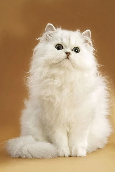 Persian Chinchilla Cat - long-haired