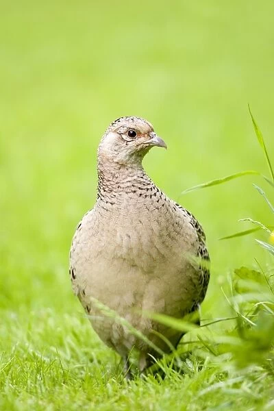 Pheasant Female Norfolk UK