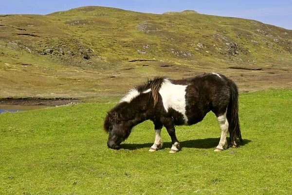 Piebald Shetland Pony - mare grazing on pasture Central Mainland, Shetland Isles, Scotland, UK