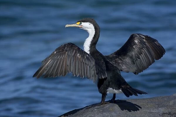 Pied Shag sitting on a rock with spread wings to dry them in the sun Coromandel Peninsula, North Island, New Zealand