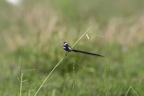 Pin-tailed Whydah - male Fam: Ploceides