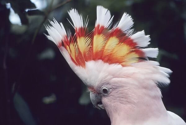 Pink Cockatoo - Upswept crest whitish when folded and when spread shows bands of scarlet and yellow Australia