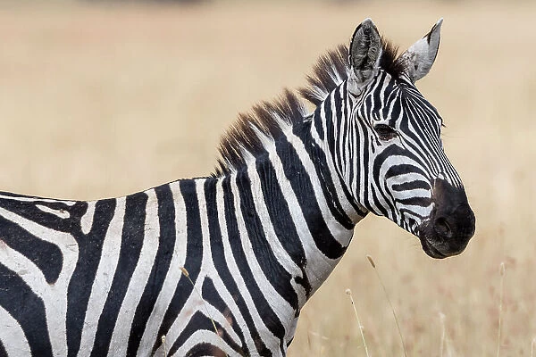 Plains zebra (Equus quagga), Seronera, Serengeti National Park, Tanzania. Date: 24-02-2018