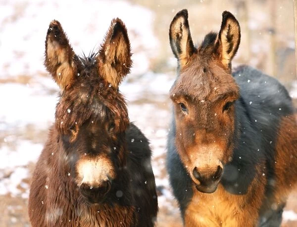 Poitou Donkey and normal Donkey (on right) - facing camera Digital Manipulation: snow