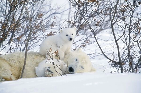 Polar Bear Adult lying in snow with young Canada