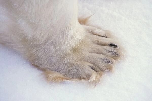 Polar bear - close-up of paw MA1694