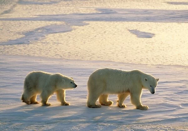 Polar Bear - Mother and cub walking on ice