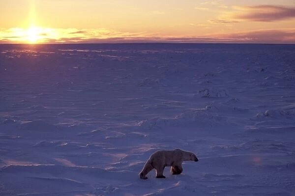Polar Bear - at sunset - Wapusk National Park - Manitoba - Canada