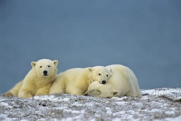 Polar Bears - sow with cubs - resting along the Beaufort Sea coast, Arctic National Wildlife Refuge, Alaska. MA2089