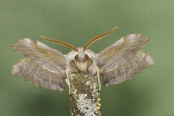 Poplar Hawk Moth - Essex, UK IN000940
