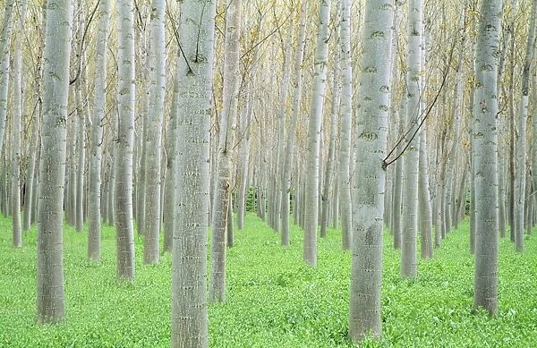 Poplar Tree - cultivated for timber province of Granada, Andalusia, Span