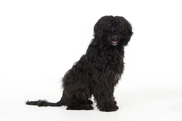 Portuguese Water Dog - sitting (9 months old)