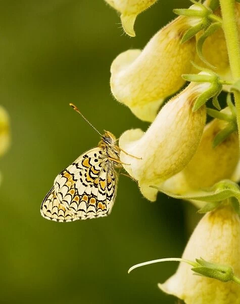 Provencal Fritillary - female, settled on Large Yellow Foxglove; Ecrins National Park, French Alps, France