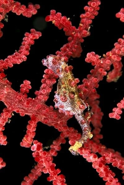 Pygmy (Bargibant's) Seahorse - Max: 2cms, only known to occur on Gorgonian coral of genus: moricella Port Moresby, Papua New Guinea. SPE00975