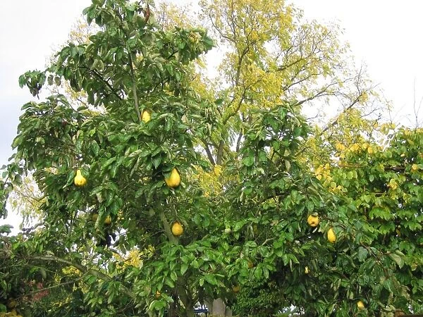 Quince Tree with fruit