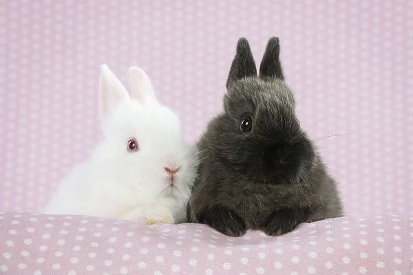 RABBIT. Albino rabbit sitting next to rabbit