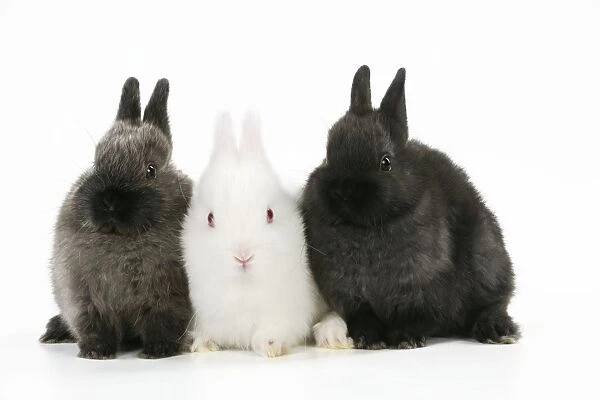RABBIT. Albino rabbit sitting between two rabbits