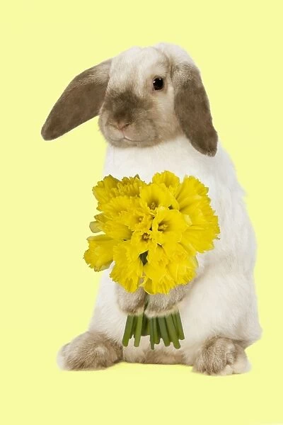 Rabbit - French Lop  /  Belier - with daffodils - Easter - captionable Digital Manipulation: daffodils Su - added background colour