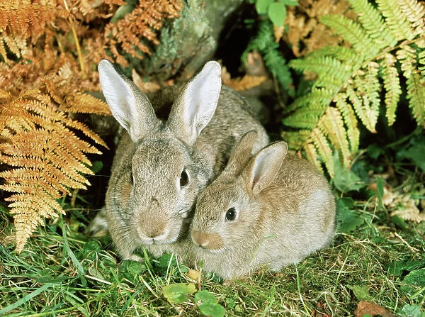 Rabbit - parent & young