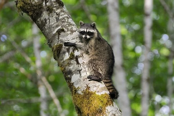 Raccoon - on side of red alder tree in an alder tree grove (often referred to as an alder bottom) along the Queets River, Olympic National Park (rain forest), WA. USA - Summer _C3B2532