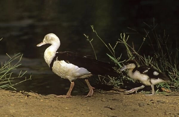Radjah shelduck or Burdekin duck - adult and duckling - Northern Territory - Australia JPF29060