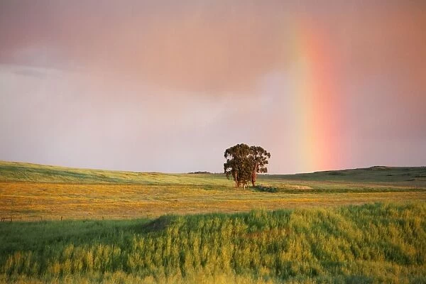 Rainbow - at twilight, NP Herdade de Sao Marcos Great Bustard Reserve, beside Castro Verde, Alentejo, Portugal